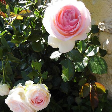 Bed and Breakfast La Grange Dimiere, Pres De Tours Saint-Genouph Exterior foto